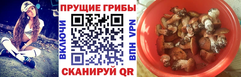 Купить где  Мураши  Псилоцибиновые грибы мицелий 